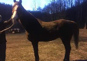 Saddlebred (Saddlebred, Gelding) in Oceana, WV