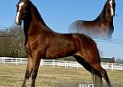 Tennessee Walking - Horse for Sale in , TN 37091