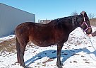 Ally - Mare in Warsaw, OH Ally - Mare in Warsaw, OH