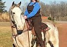 Tennessee Walking - Horse for Sale in Reidsville, NC 27320