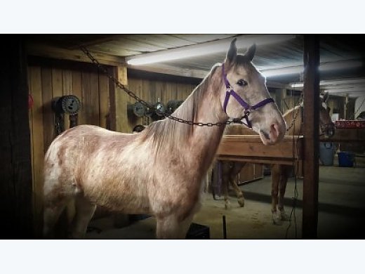 Trail Horse Deluxe! Gorgeous Chestnut Roan TWH Gelding!
