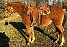 Quarter Horse - Horse for Sale in Dayton, OH 45385 Quarter Horse - Horse for Sale in Dayton, OH 45385