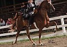 MacArthur Park - Gelding in Hurricane, WV MacArthur Park - Gelding in Hurricane, WV