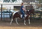 Beautiful Paint Mare Paint Mare
