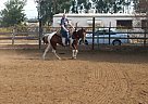 Beautiful Paint Mare Paint Mare