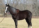 Tennessee Walking - Horse for Sale in HUSTONVILLE, TN 40437