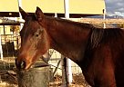 Appaloosa - Horse for Sale in Corrales, NM 87048