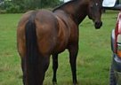 Quarter Horse - Horse for Sale in Brazoria, TX 77422 Quarter Horse - Horse for Sale in Brazoria, TX 77422