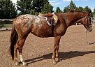 Appaloosa - Horse for Sale in Corrales, NM 87048