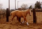 Quarter Horse - Horse for Sale in El Paso, TX 79925 Quarter Horse - Horse for Sale in El Paso, TX 79925