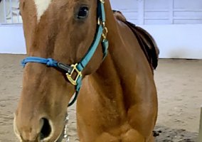 Thoroughbred (Thoroughbred, Gelding) in Harwinton, CT