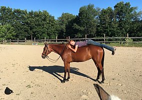 Standardbred (Standardbred, Mare) in Harwinton, CT