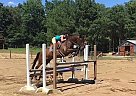 Great for all 3 Thoroughbred Gelding