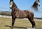 Tennessee Walking - Horse for Sale in , TN 37091