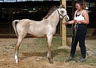 Rhevolution - Gelding in Buna, TX Rhevolution - Gelding in Buna, TX