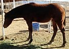 Appaloosa - Horse for Sale in Corrales, NM 87048