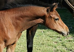 Merlot (Appaloosa, Mare) in Corrales, NM
