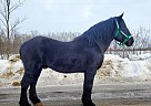 Percheron Stud - Stallion in Bemidji, MN Percheron Stud - Stallion in Bemidji, MN