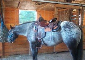 Pony of the Americas (Pony of the Americas, Gelding) in Fremont, MI