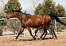 Appaloosa - Horse for Sale in Corrales, NM 87048