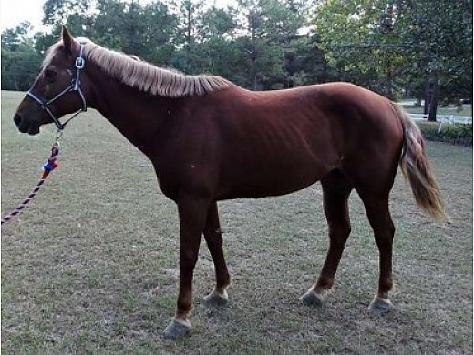 13.2 Hand All Around Pony