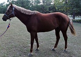 Quarter Pony (Quarter Pony, Mare) in Elgin, SC