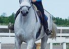 Stacey McQuire - Gelding in Port Colborne, ON Stacey McQuire - Gelding in Port Colborne, ON