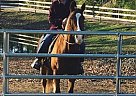 Fancy Face/ Tennessee Walker for... Tennessee Walking Mare