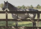 Misty Surprise Thoroughbred Gelding
