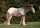 Appaloosa - Horse for Sale in Annecy, +33 Appaloosa - Horse for Sale in Annecy, +33