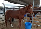 HEY YOU RED HORS - Gelding in Las Vegas, NV HEY YOU RED HORS - Gelding in Las Vegas, NV