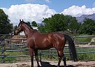 Austin - Gelding in Gulf Breeze, FL Austin - Gelding in Gulf Breeze, FL