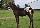 Appaloosa - Horse for Sale in Taunton, MN 