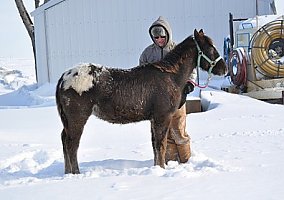 Appaloosa (Appaloosa, Stallion) in Taunton, MN