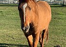 Buela - Mare in Friendswood, TX Buela - Mare in Friendswood, TX