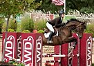 Double Agent Dutch Warmblood Gelding
