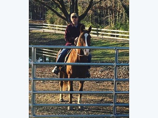 Fancy Face/ Tennessee Walker for Sale