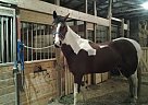 - Gelding in Aliquippa, PA - Gelding in Aliquippa, PA