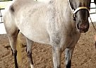 Pony of the Americas - Horse for Sale in Butler, IN 46721