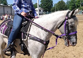Pony of the Americas (Pony of the Americas, Mare) in Butler, IN