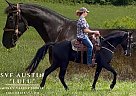 Tennessee Walking - Horse for Sale in Olive Hill, KY 41164