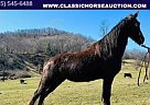 Tennessee Walking - Horse for Sale in Canton, NC 28716