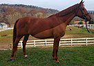Harmony - Mare in Southbury, CT Harmony - Mare in Southbury, CT