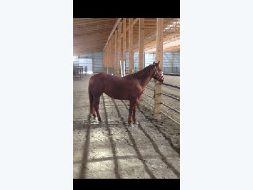 11yr old Pleasure Mare: Invitation Only/Zippo Pine Bar