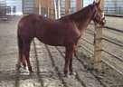 Quarter Horse - Horse for Sale in Morgantown, IN 46160