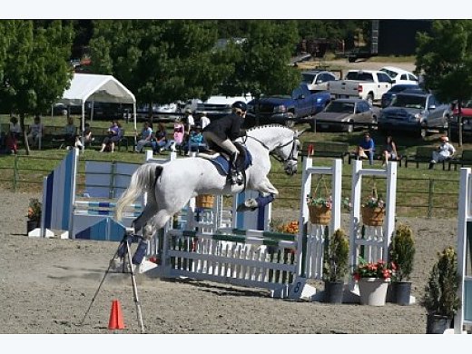 17h-17 yr-old Grey Hanoverian Jumper/Dressage/Breeding for Sale Or Lease