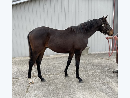 2 yr old Thoroughbred Stallion