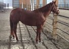 11yr old Pleasure Mare: Invitati... Quarter Horse Mare