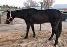 "Rebel" - Mare in Corrales, NM "Rebel" - Mare in Corrales, NM