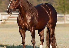 Quarter Horse (Quarter Horse, Gelding) in Russellville, AR
